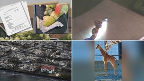 Rat's foot in Olive Garden soup, suspicious toilet, home untouched by fire: This week's unusual headlines