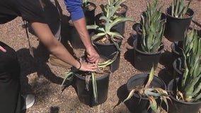 It's not just the saguaros. Agaves in Arizona are melting from the heat