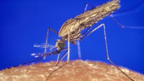 Malaria in Maryland: First local case in decades alarms health officials
