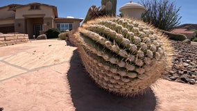 Cactus casualties: Extreme heat takes its toll on Arizona saguaros