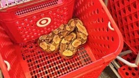 Iowa Target customers shocked to find huge exotic snake curled up in shopping cart