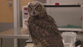 'Wrong' & 'illegal': Orphaned owl held by Arizona resident handed over to Liberty Wildlife 6 months later