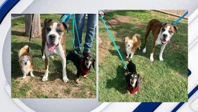 3 bonded senior dogs in Phoenix find their forever home after owner passes away