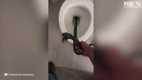 Hissing snake pulled from Arizona toilet in 'once-in-a-million' flush