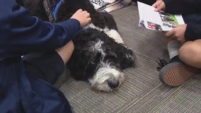 Meet Mabel: A therapy dog for students at Great Hearts Glendale Academy