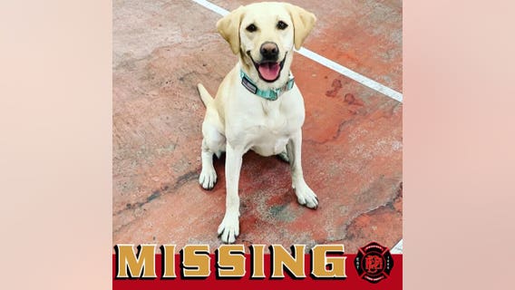 Phoenix Fire locates missing search dog