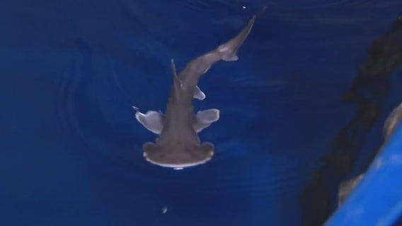 4 bonnethead sharks born at Wildlife World Zoo