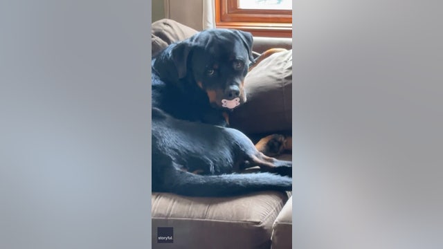 Rottweiler caught with baby's missing pacifier