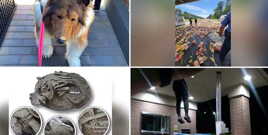 Man spends $16K on dog costume, pilot flies plane in penis pattern: This week's offbeat headlines