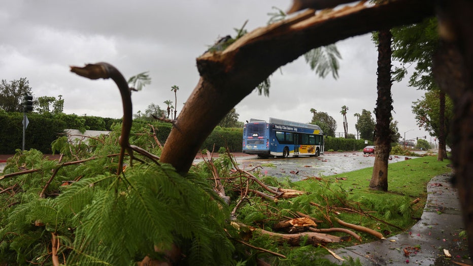 Tree-branch-falls-during-Tropical-Storm-Hilary.jpg