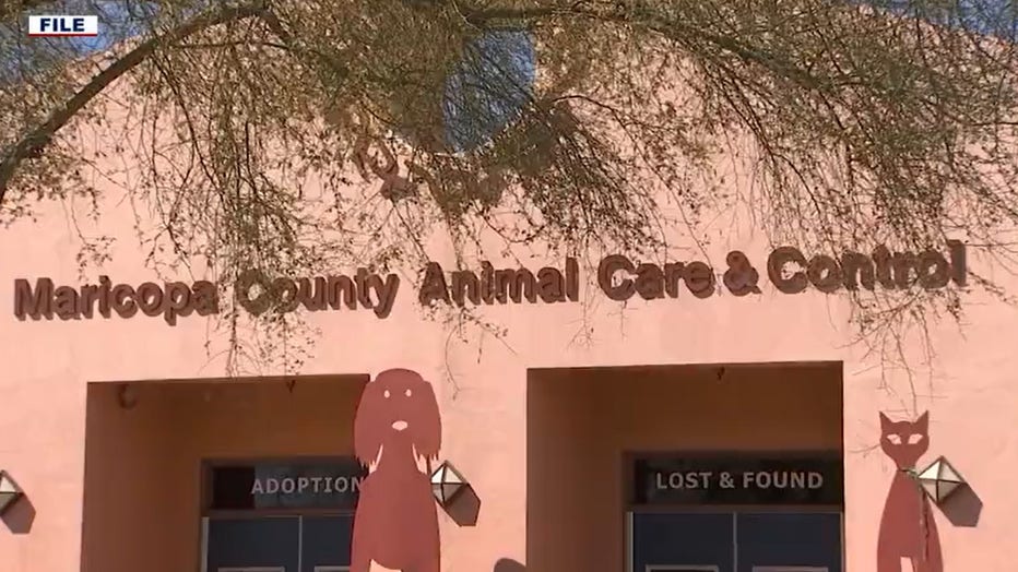 maricopa county animal care and control
