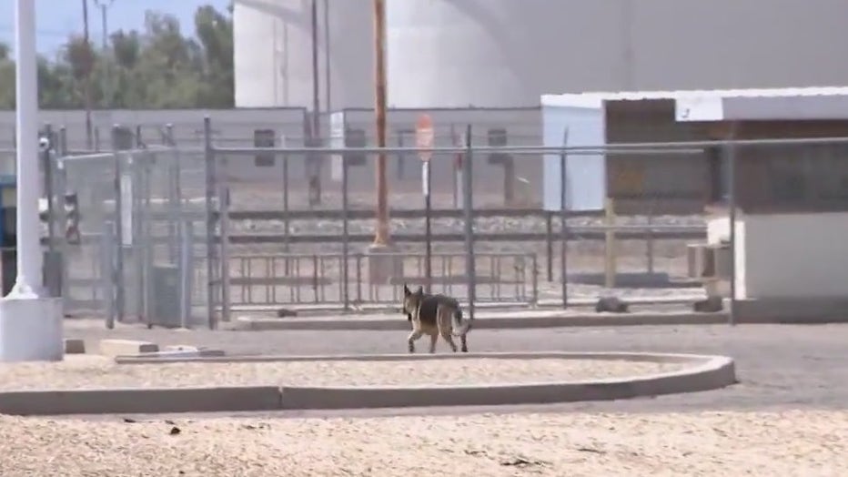 A stray German Shepherd.