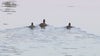 Animal experts look into why 19 ducks were found dead near a Chandler canal