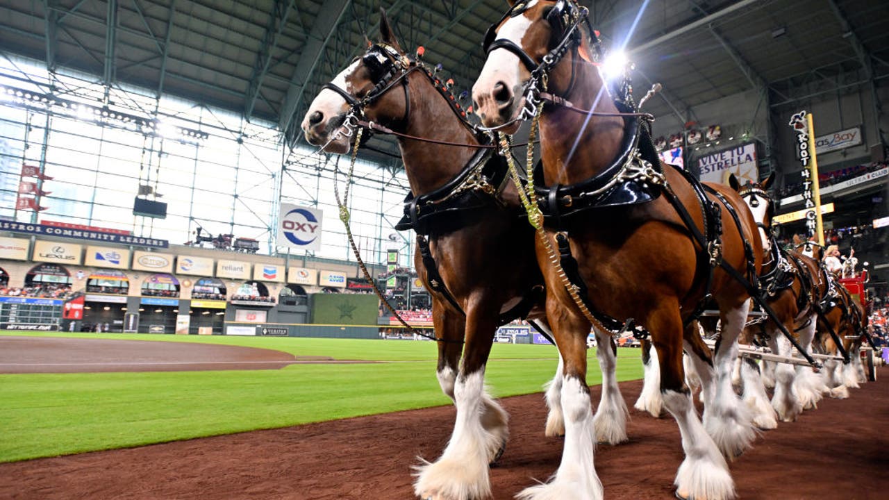 Budweiser Clydesdales on St. Louis Cardinals Opening Day