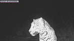 Jaguar sighting in southern Arizona reinvigorates conservationists