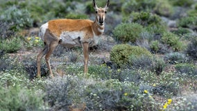 Arizona Game and Fish investigates poaching case involving headless pronghorn antelope