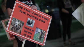 Chandler animal abuse investigation: Group holds vigil for animal victims