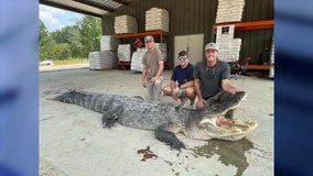 A 802 pound record-breaking alligator was just captured in this state