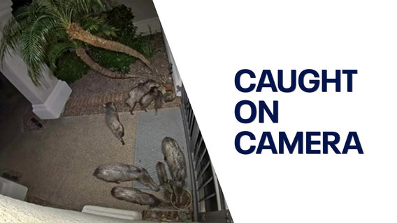 Video shows group of javelinas outside North Phoenix home