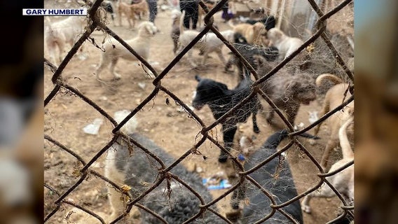 Dog seized in Gilbert animal abuse probe needed surgery