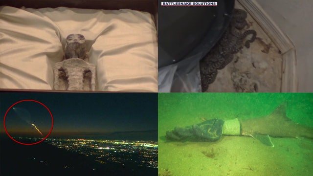 Alleged alien corpses, dozens of rattlesnakes in Mesa home: This week's unusual headlines