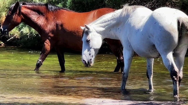Arizona forest refuses offer from group to help control wild horse population. Here's the reason why