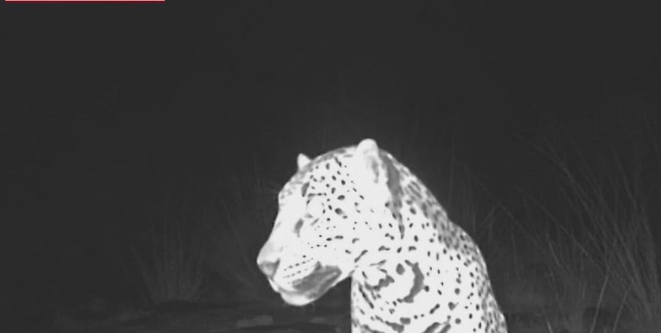 Jaguar sighting in southern Arizona reinvigorates conservationists
