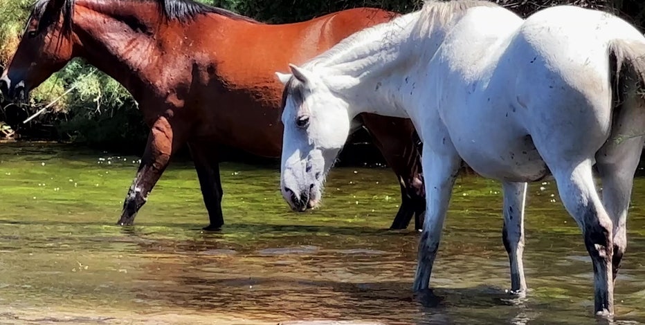 Arizona forest refuses offer from group to help control wild horse population. Here's the reason why