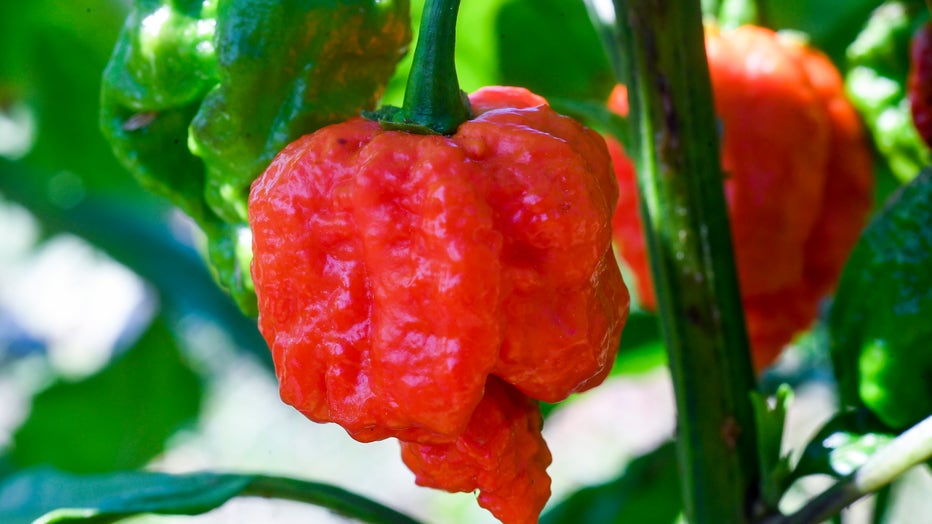 Carolina Reaper chile peppers growing in the field. (Photo by Ben Hasty/MediaNews Group/Reading Eagle via Getty Images)