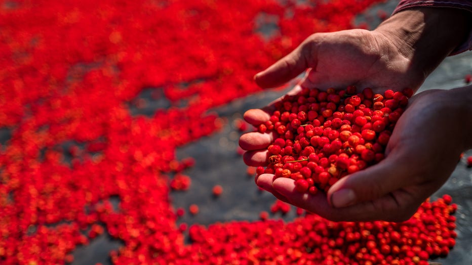A farmer checks the drying stage of chiltepin peppers, a wild variety of chili pepper, during the sun-drying process on a farm in Mexico. The Chiltepin is a very traditional and well known tiny, berry-like chili pepper that is red to orange-red in color and grows wild throughout Northern Mexico and the American Southwest. Often used in hot salsas, the chiltepin is also popular in Mexican Northern states cuisines and an important part of dishes like pozole. It is considered very spicy (50,000 to 100,000 Scoville units). (Photo by Jan Sochor/Getty Images)