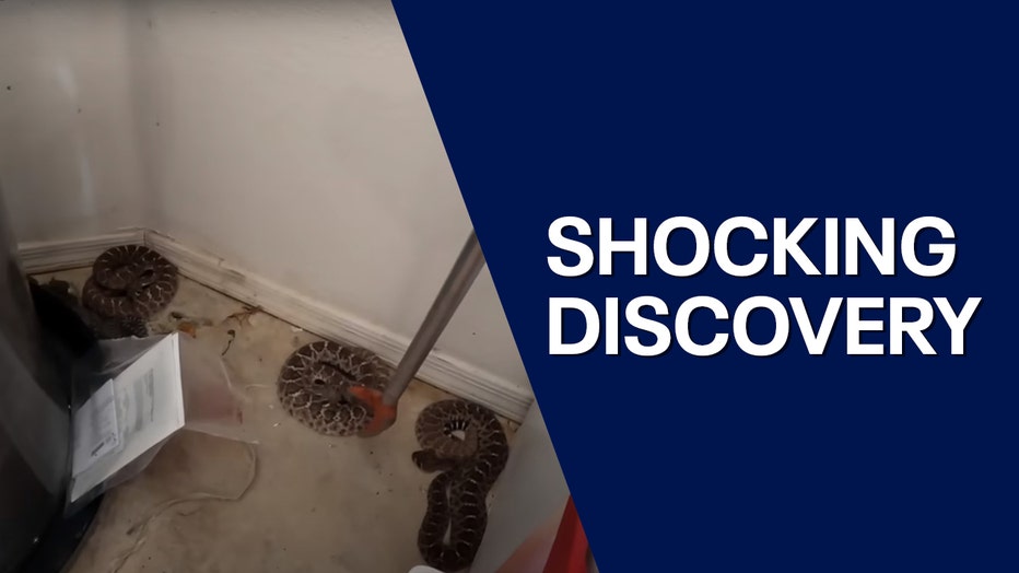 Arizona Woman Discovers Snake Inside Her Toilet