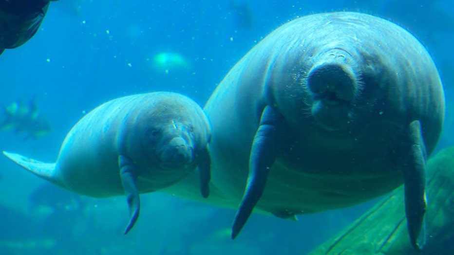 Manatees.jpg