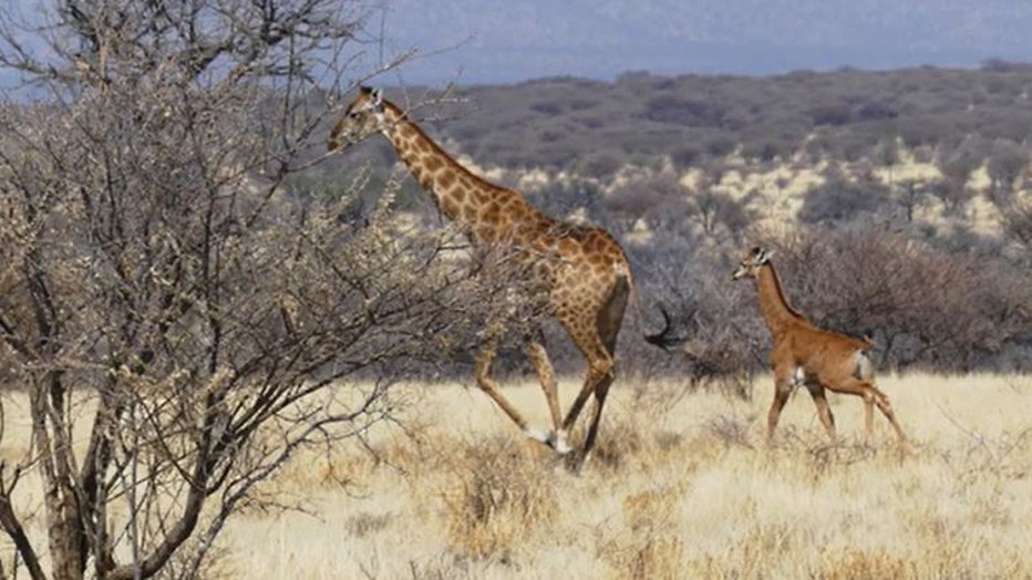 Rare-giraffe-in-Africa-II.jpg
