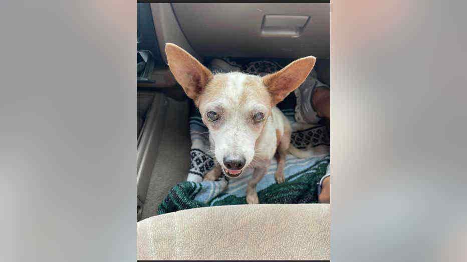 cochise-county-dog-dumped-on-road2