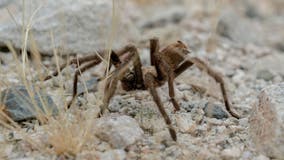 Tarantula on road in Death Valley National Park blamed for crash involving camper, motorcycle