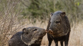A warmer than usual summer blamed for hungry, hungry javelinas ripping through Arizona golf course