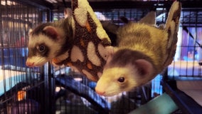 Arizona woman operates rescue for ferrets