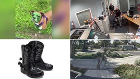 Get $1M for alien video, 'Hulk' dog, Croc cowboy boots: This week's unusual headlines