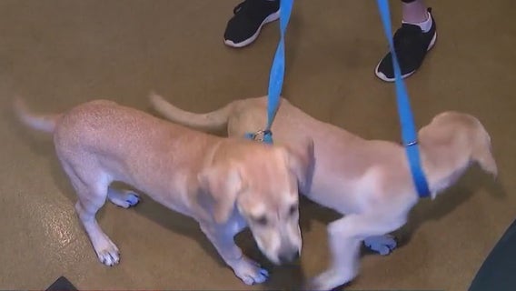 Desert Labrador Retriever Rescue celebrates 25 years of operation
