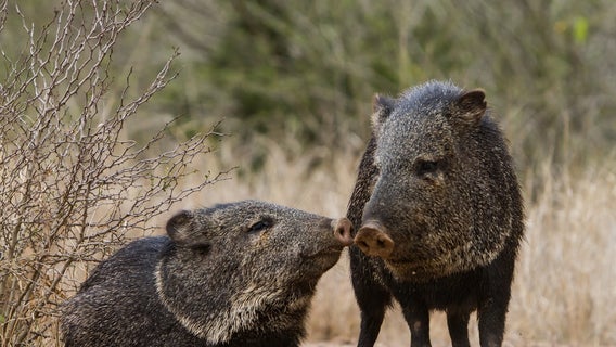 A warmer than usual summer blamed for hungry, hungry javelinas ripping through Arizona golf course