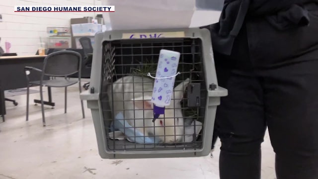 Hundreds of small pets sent to reptile breeding company, officials with Tucson humane society said