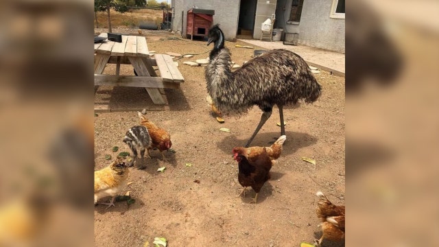 Arizona woman left aghast after pet emu died following MCSO encounter