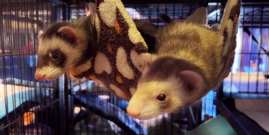 Arizona woman operates rescue for ferrets