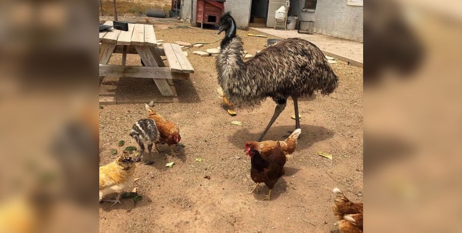 Arizona woman left aghast after pet emu died following MCSO encounter