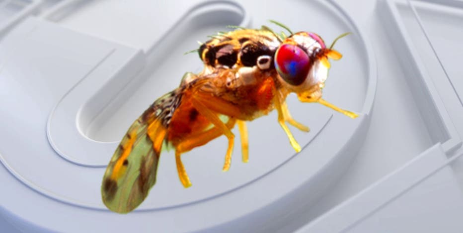 California to dump millions of fruit flies into this LA neighborhood and surrounding areas