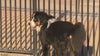 More states report cases of a mysterious, potentially deadly respiratory illness in dogs