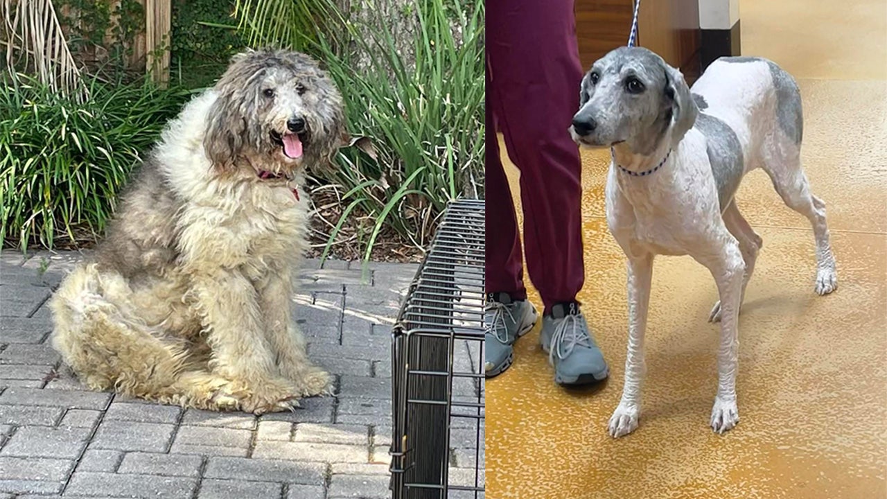 Neglected, matted dog in West Texas makes incredible transformation