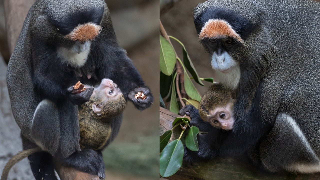 De Brazza's monkey born at San Diego Zoo for 1st time in 26 years