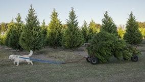 You can cut down your own Christmas tree at some national forests - here's what to know