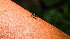 First vaccine for chikungunya virus, an 'emerging global health threat,' gets FDA approval